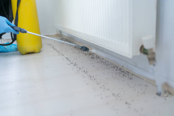 Best Flea Control Services  in Montz, LA
